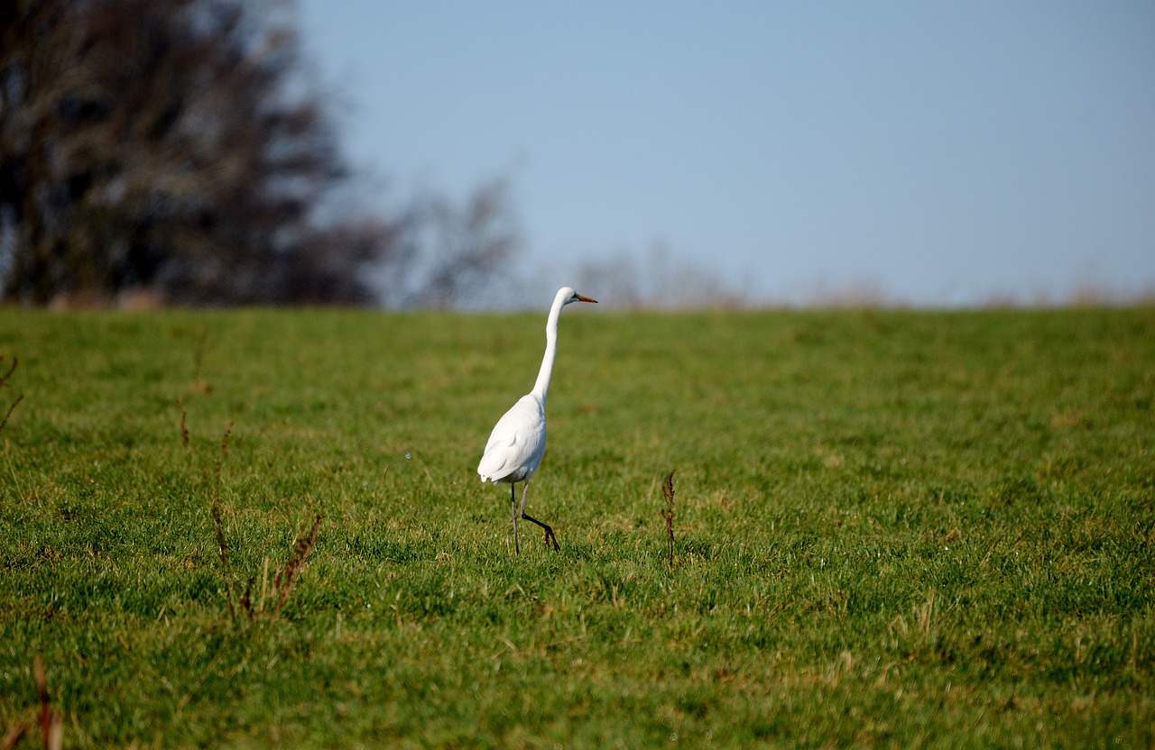 egret  bird  heron free photo