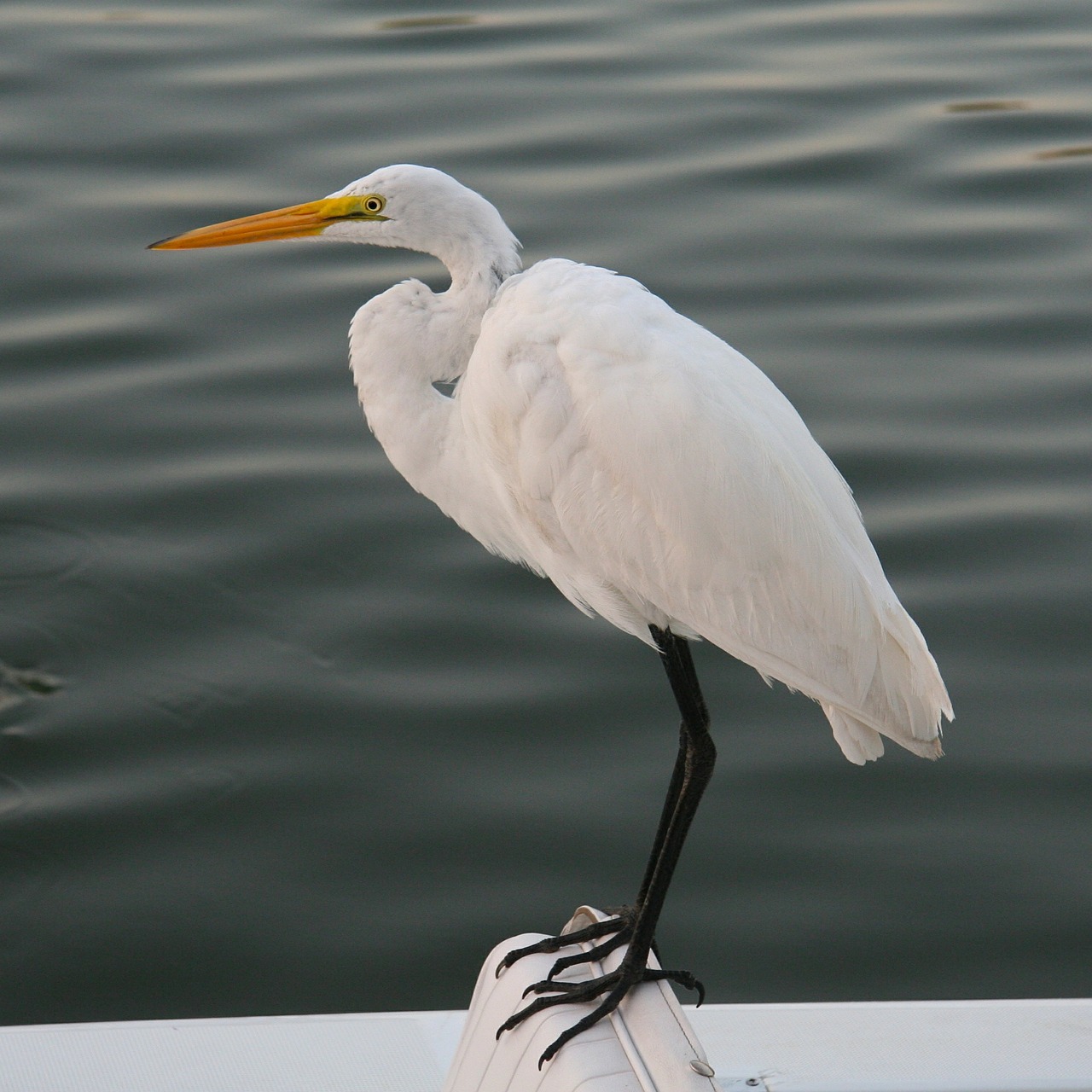 egret white egret bird free photo