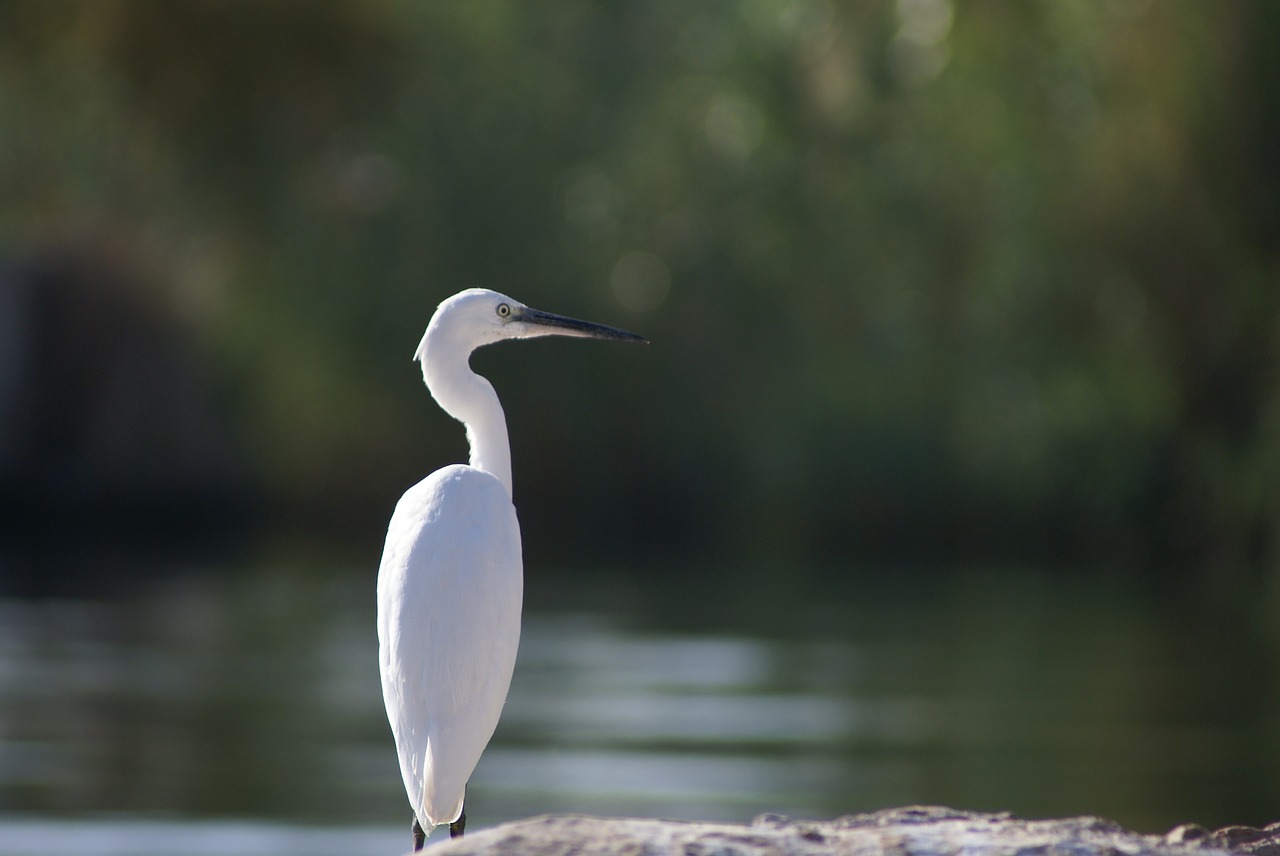 egret bird white free photo