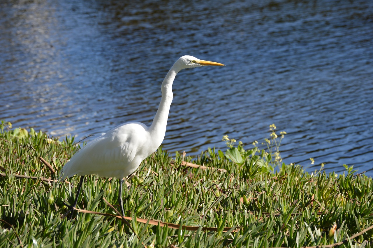 egret white avian free photo