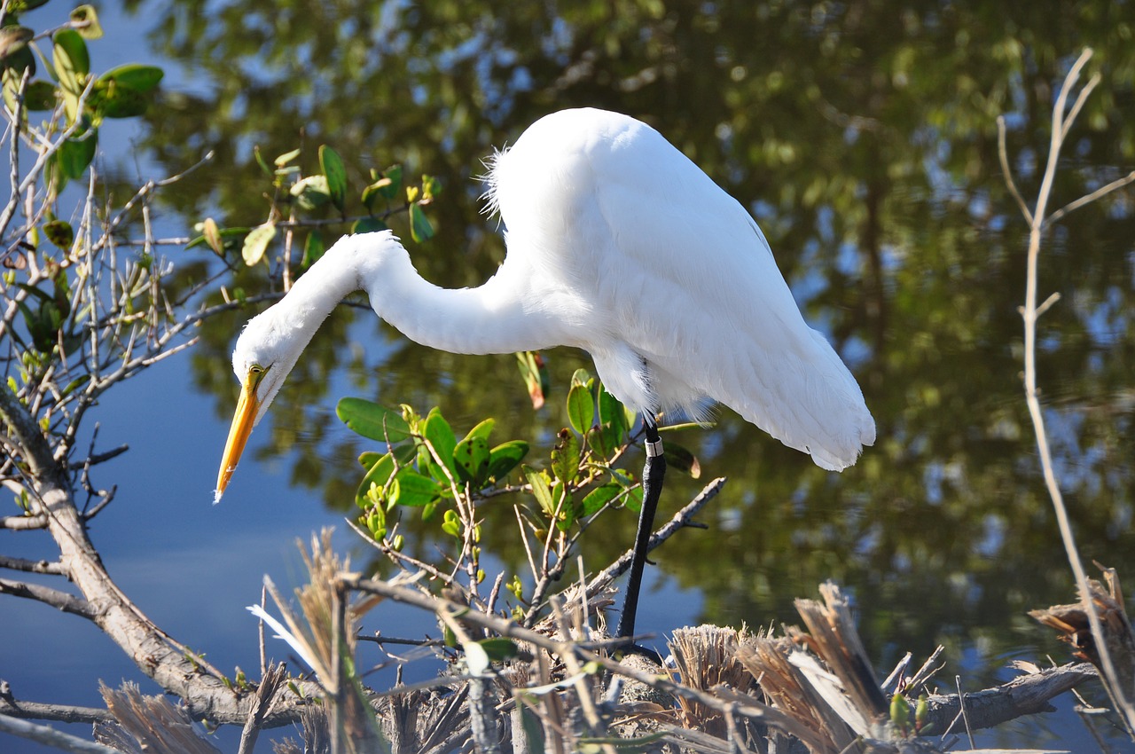 egret florida white free photo