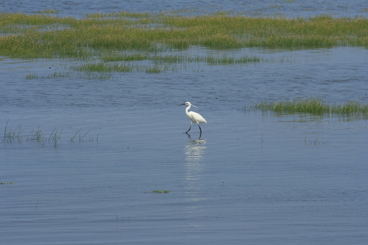 egret wetland taichung free photo