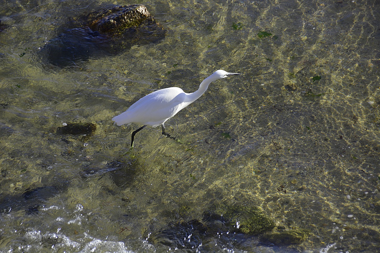 egret wildlife bird wader free photo