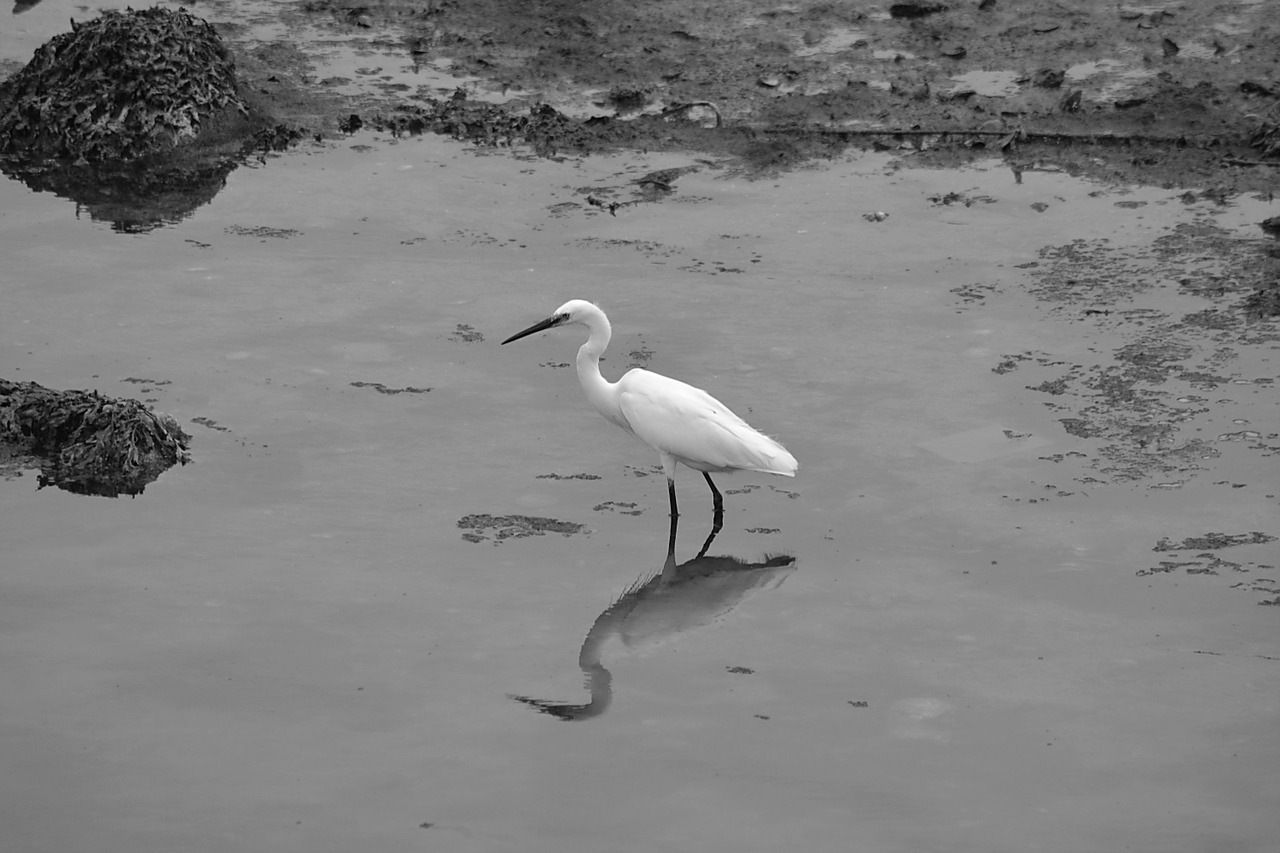 egret bird animal free photo