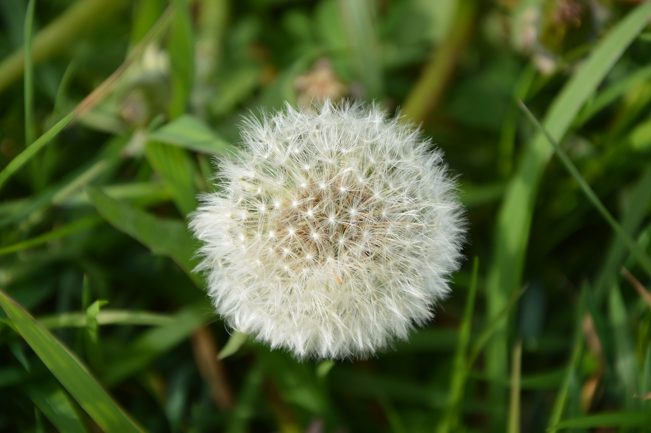 egret dandelion  blow on egret  lawn free photo