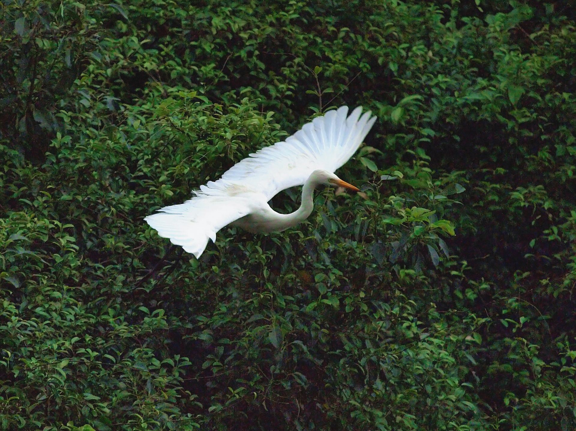 formosan egret egret in flight free photo