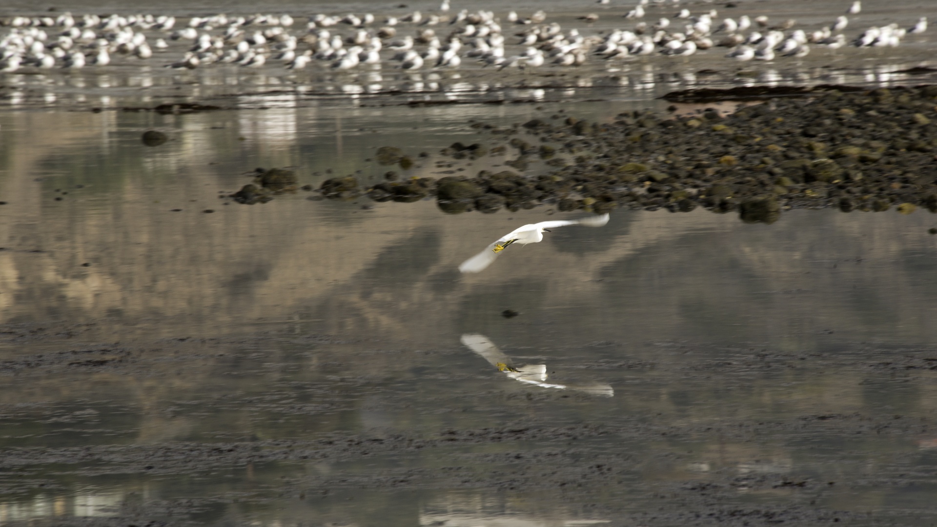 bird egret flying free photo