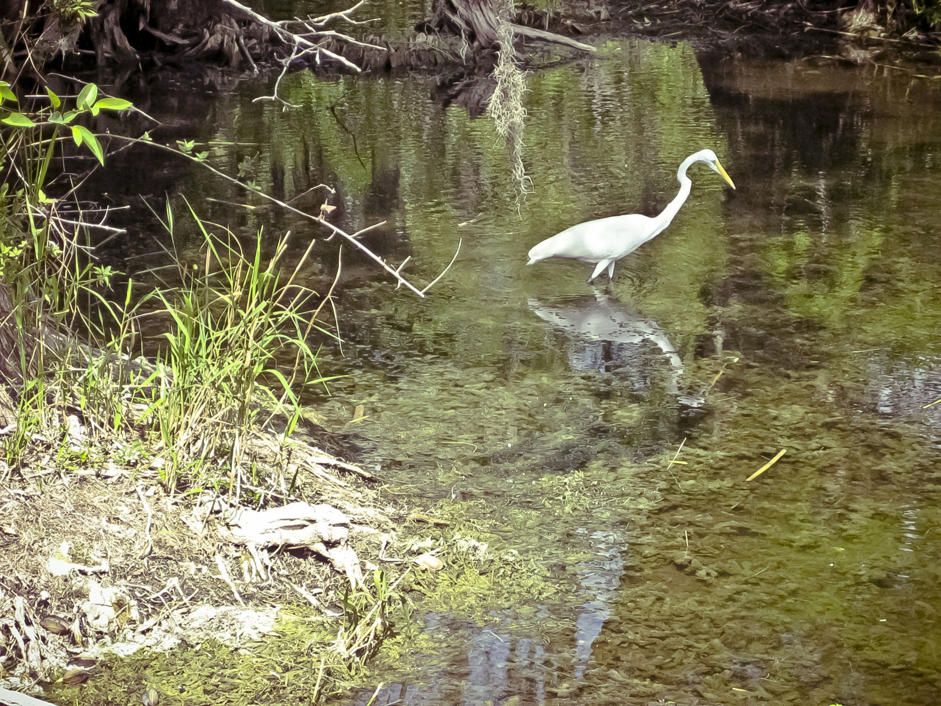 egret swamp florida free photo