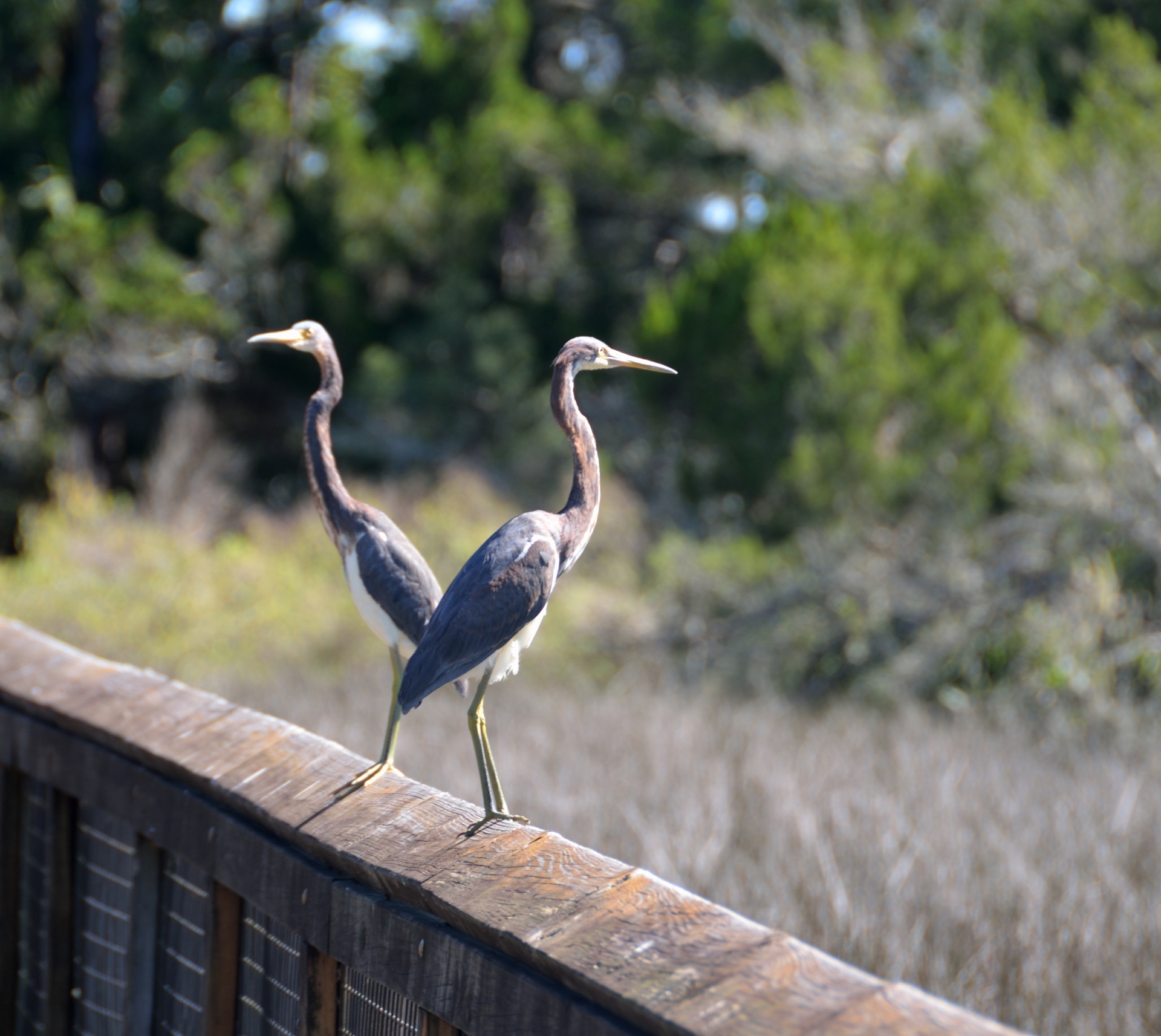 egret bird avian free photo