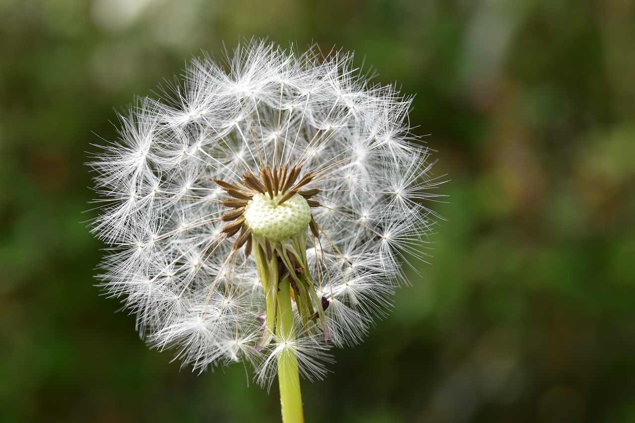 egret of pisenlit  seeds fly in the wind  flower dandelion free photo