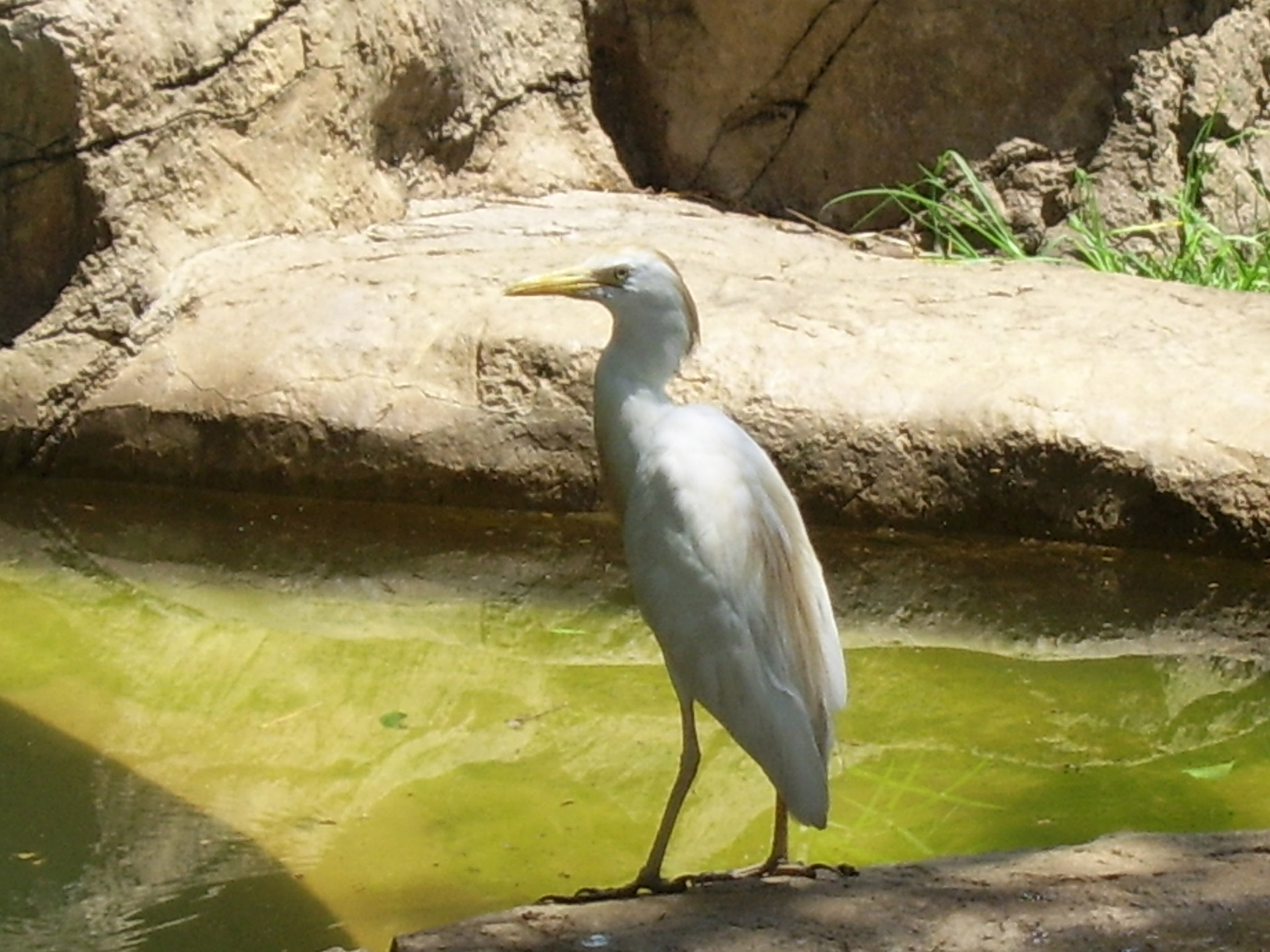 egret bird african free photo