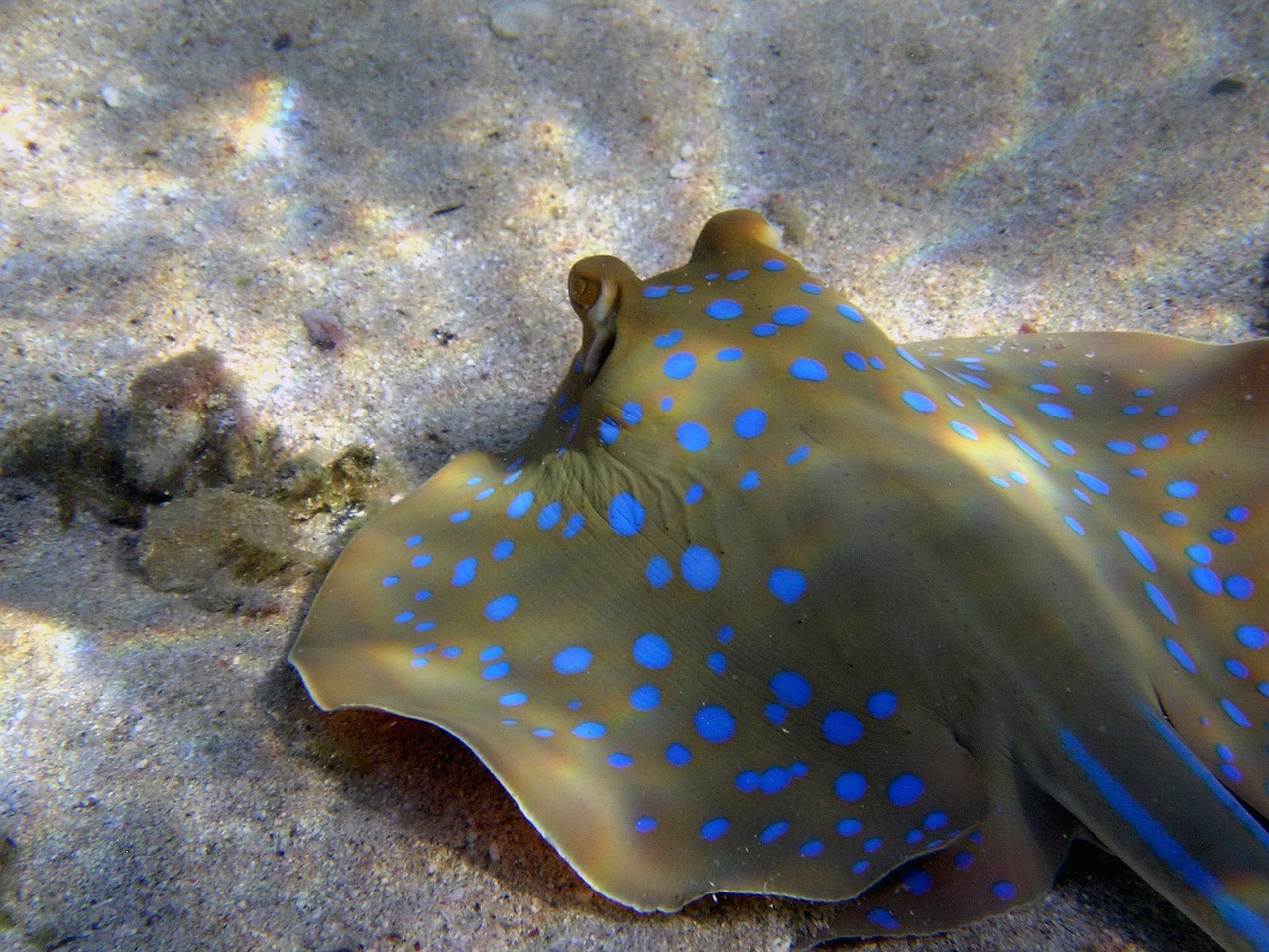 blue spotted stingrays rays diving free photo