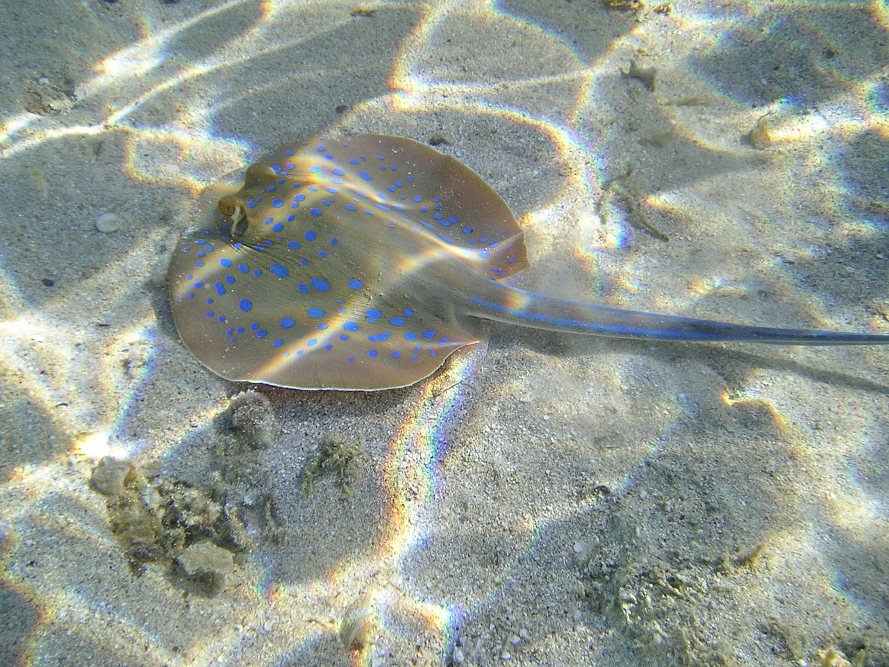 blue spotted stingrays rays water free photo