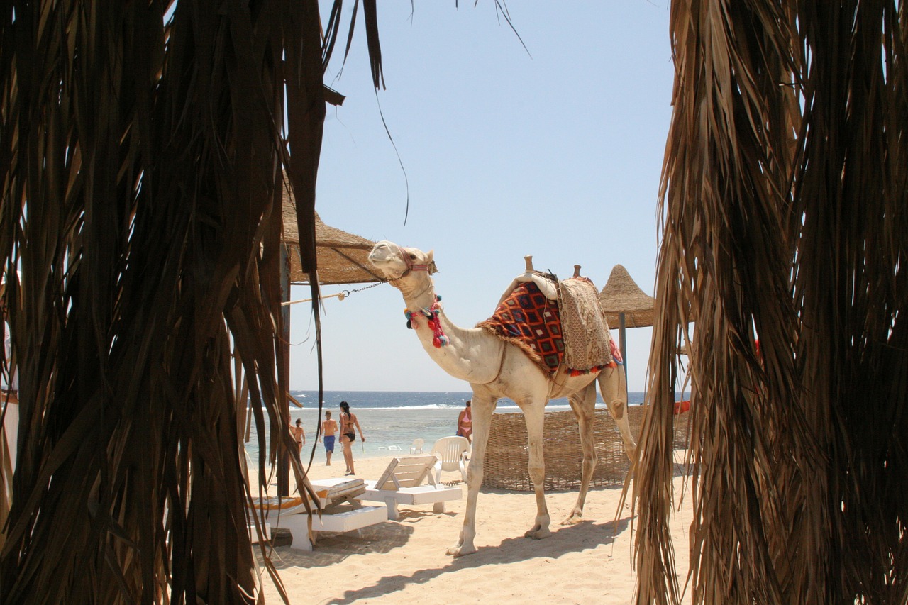 dromedary camel egypt free photo