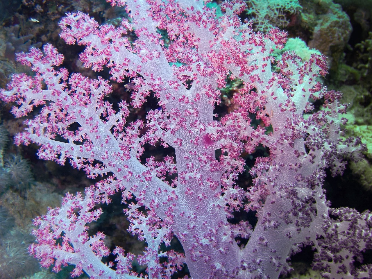 egypt red sea underwater free photo
