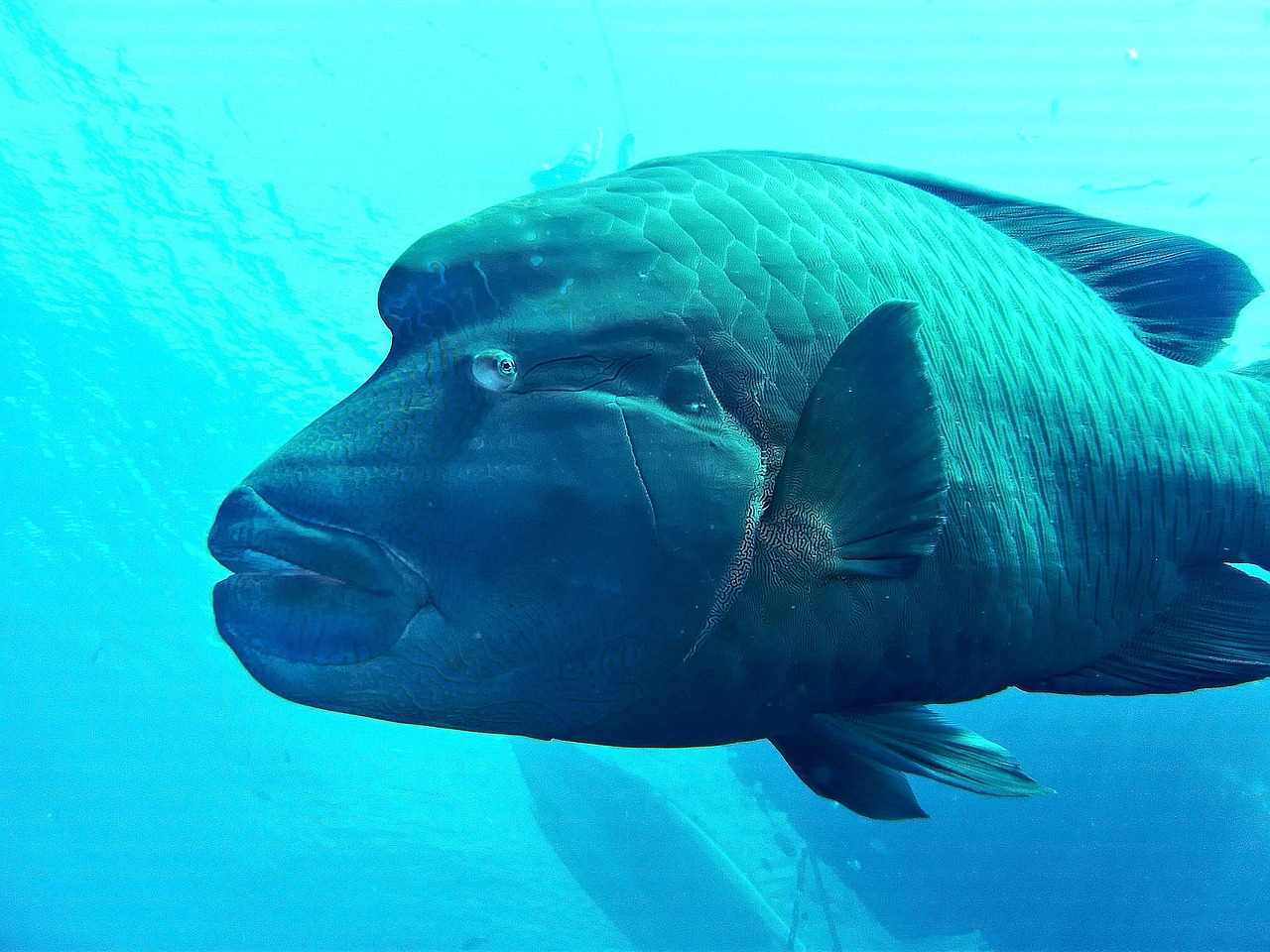 egypt red sea sea free photo