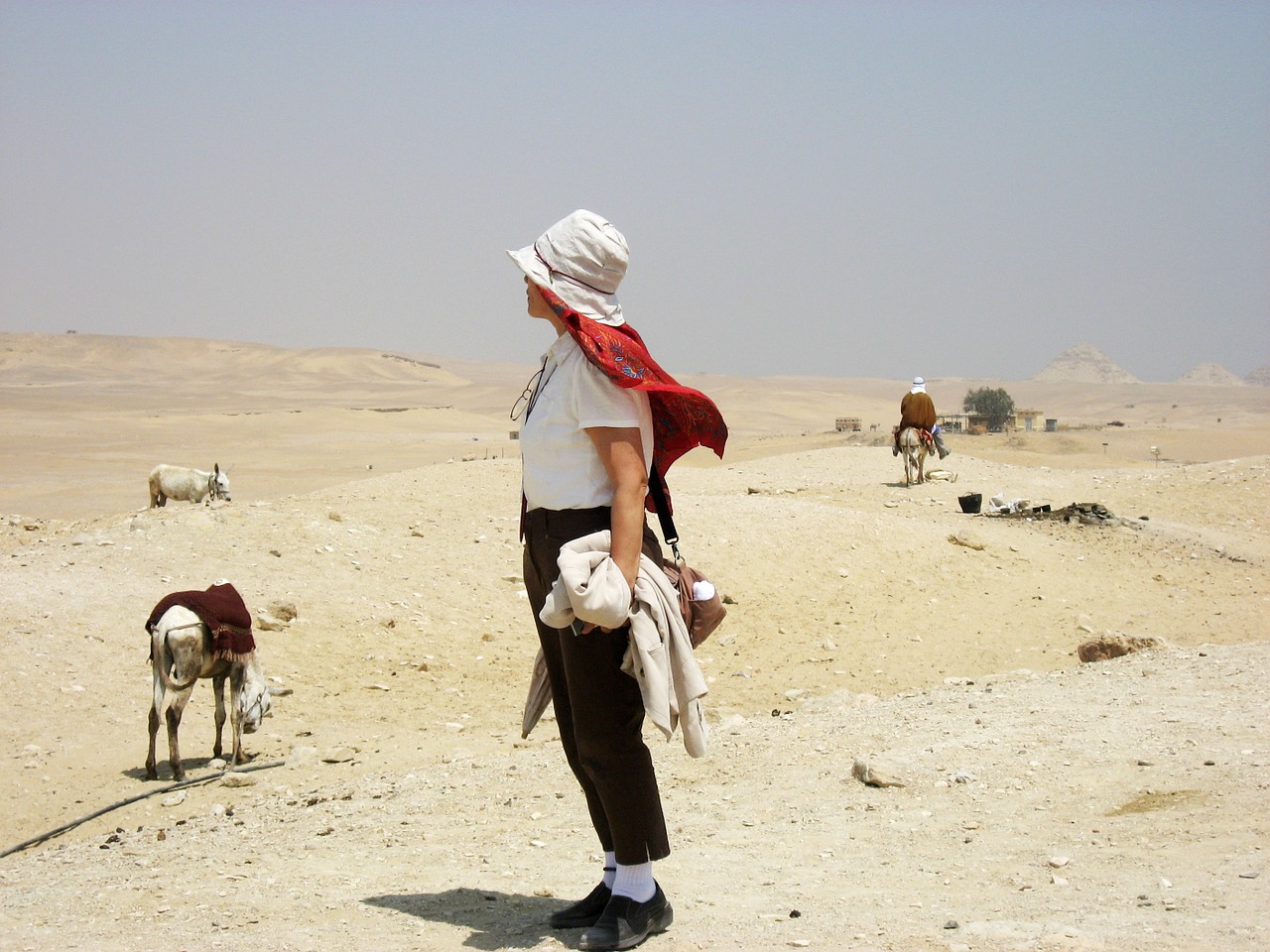egypt desert camel free photo