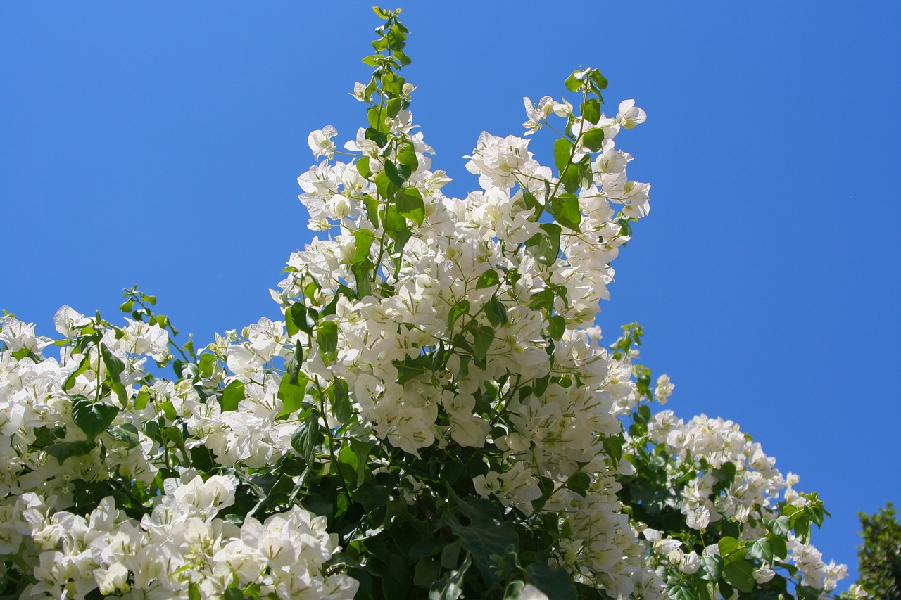 egypt bougainvillea white free photo