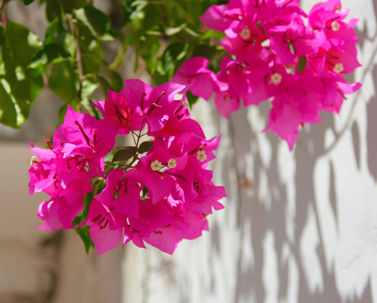 egypt bougainvillea flowers free photo