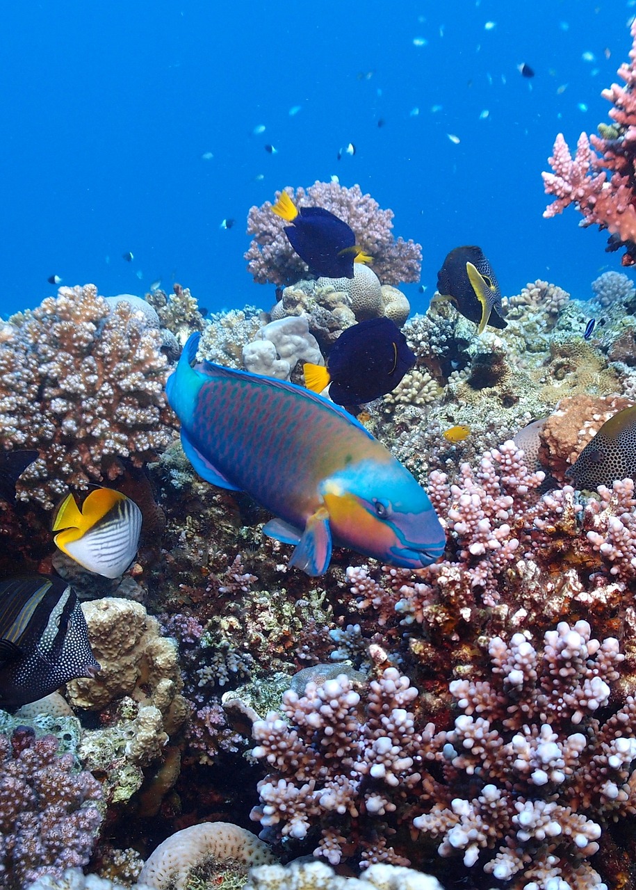 egypt diving red sea free photo