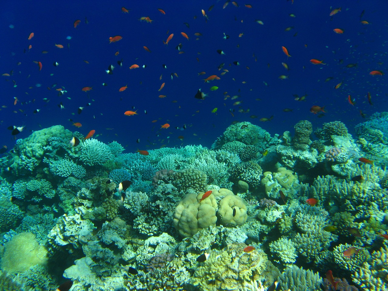 egypt red sea diving free photo