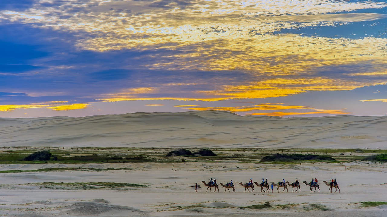 egypt panorama camels free photo