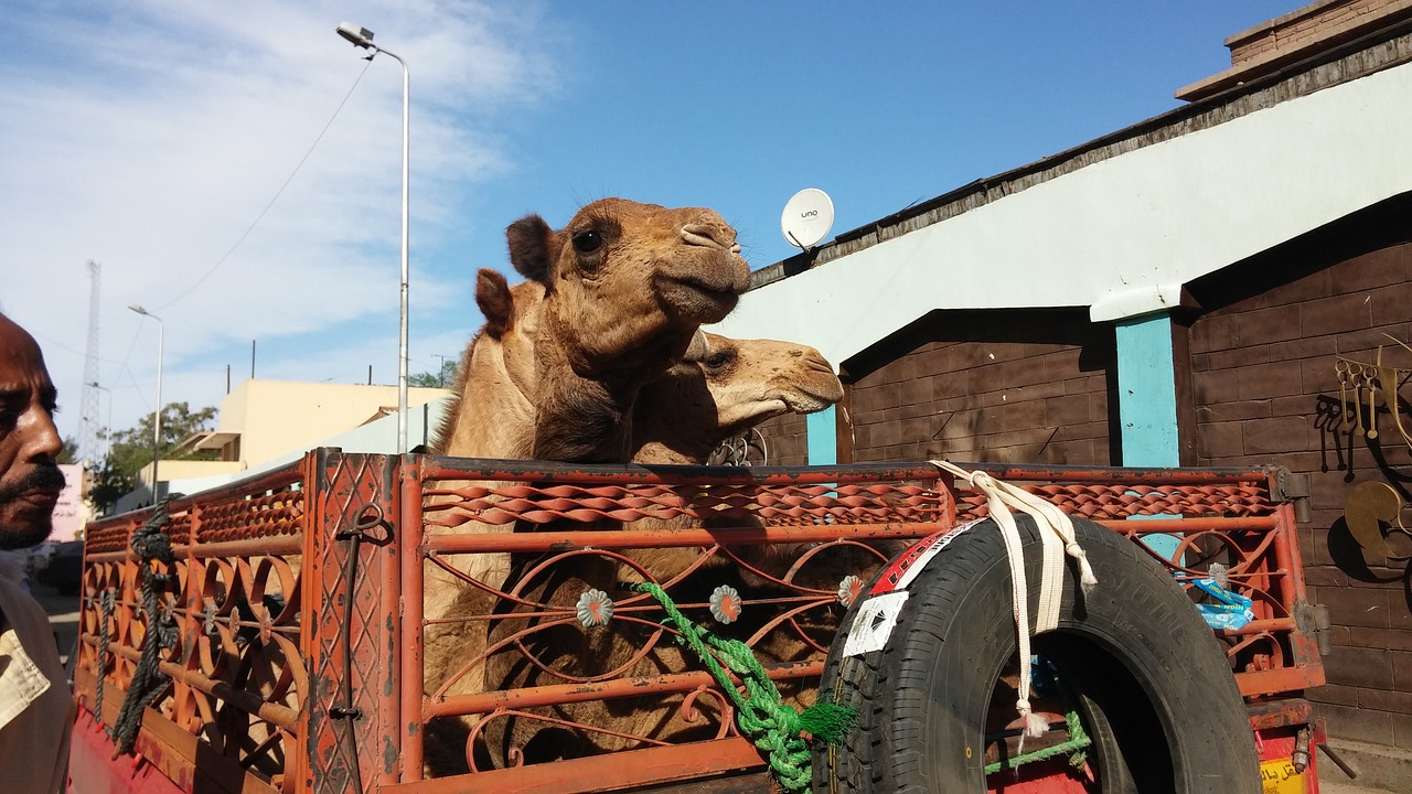 egypt  animals  camels free photo