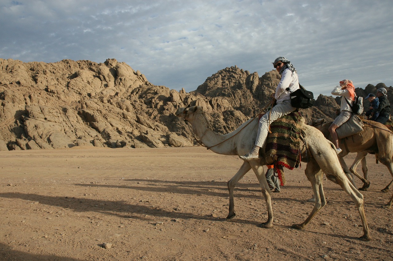egypt adventure camel free photo