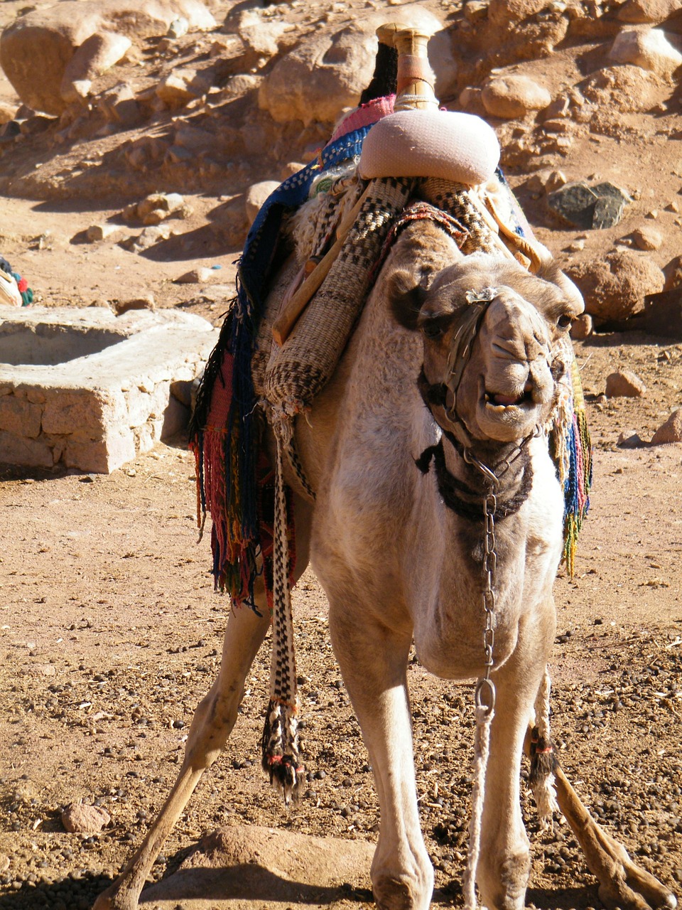 egypt sinai camel free photo