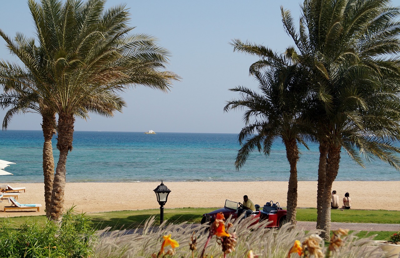 egypt beach trees free photo