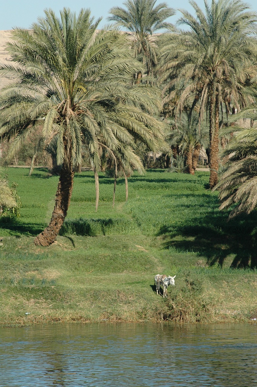Download free photo of Egypt,nile,river,water,donkey - from 
