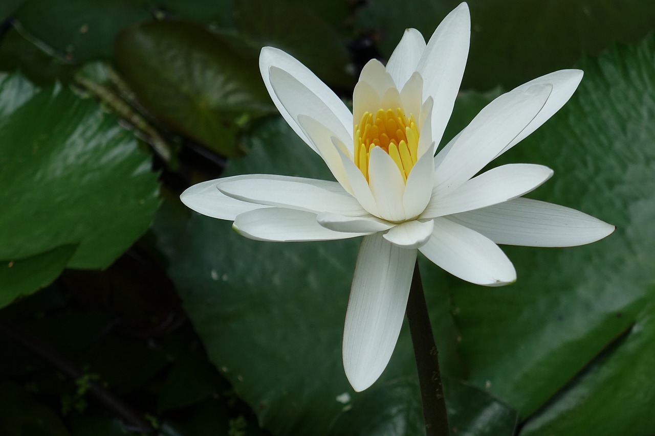 egypt white water lily the tooth ye shuilian white free photo