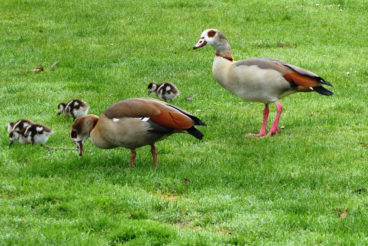egyptian  pair  young geese free photo
