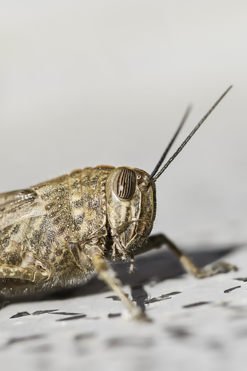 egyptian desert ornithopter migratory grasshopper free photo