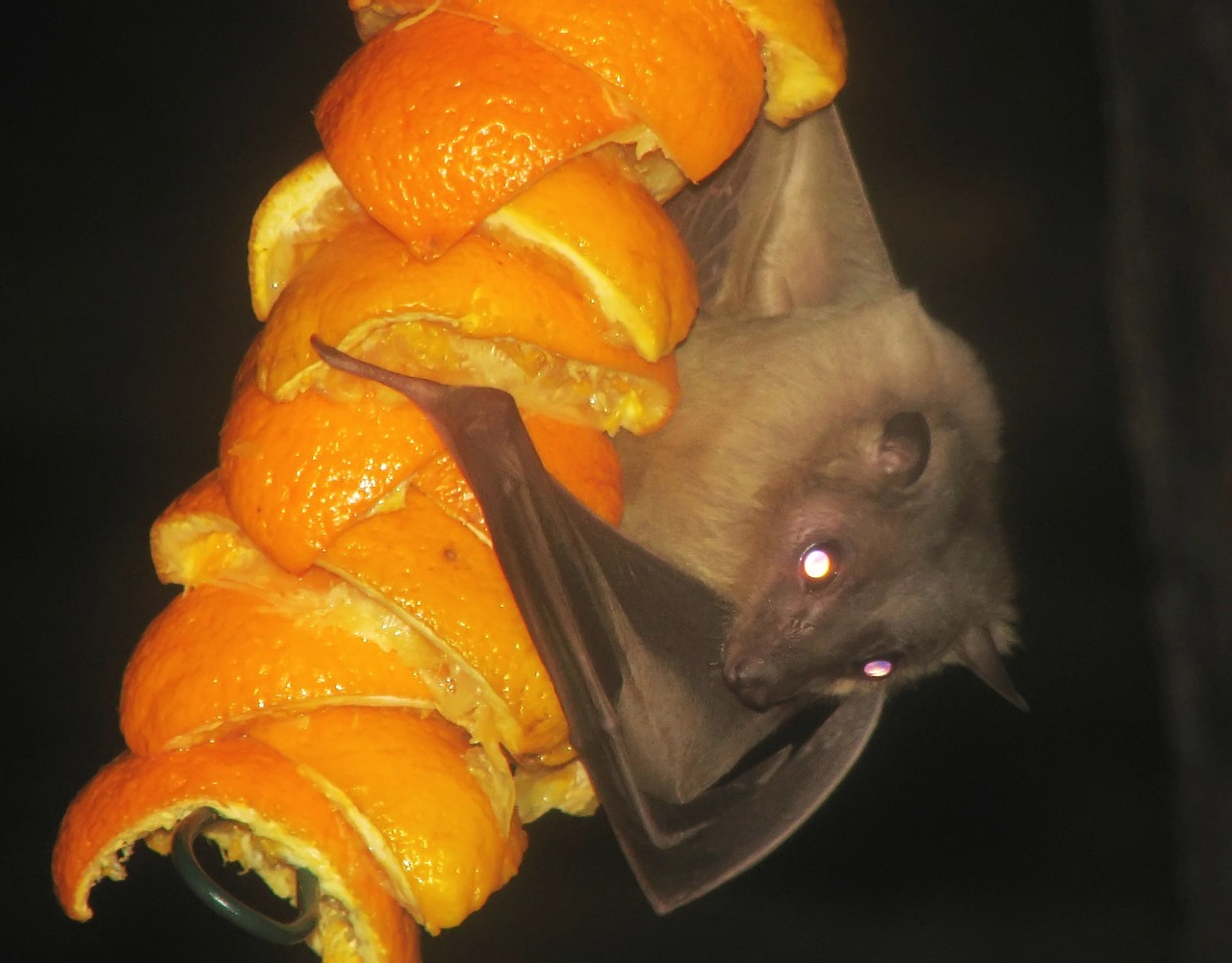 egyptian fruitbat bat fruitbat free photo