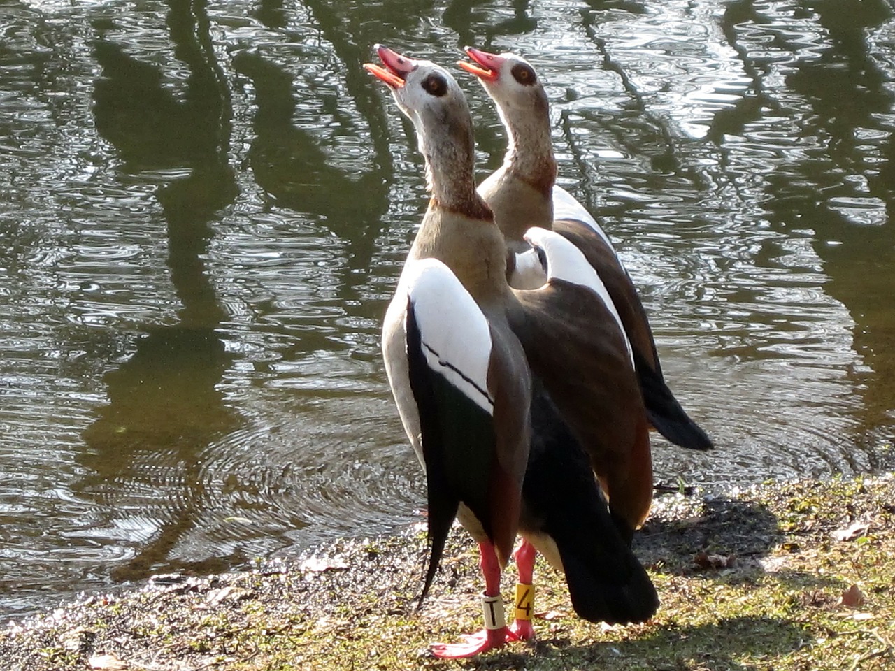 egyptian geese goose birds free photo