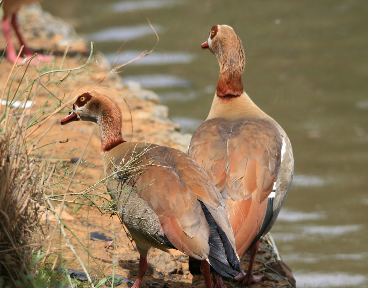 egyptian geese geese brown free photo