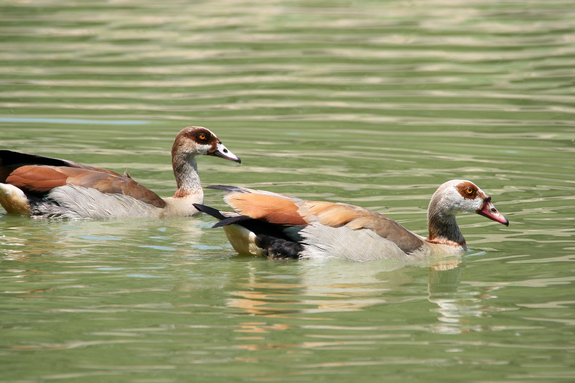 geese brown rust free photo