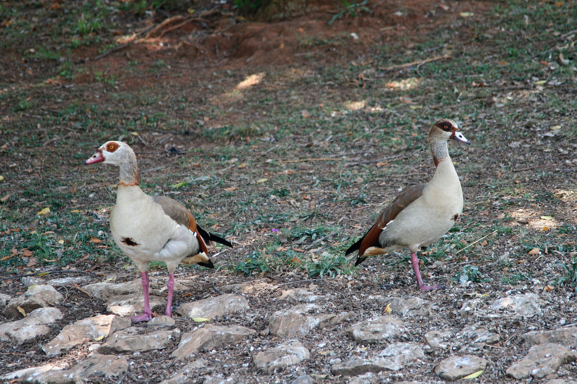 fowl geese egyptian free photo