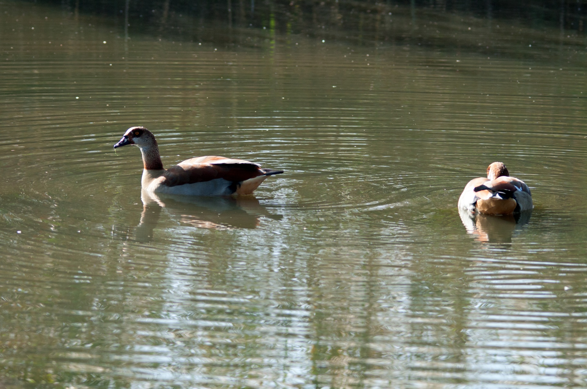 birds water pond free photo