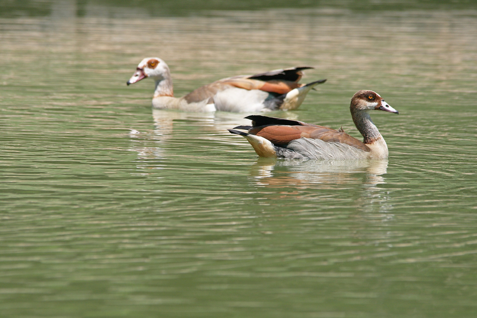 pond water egyptian geese free photo