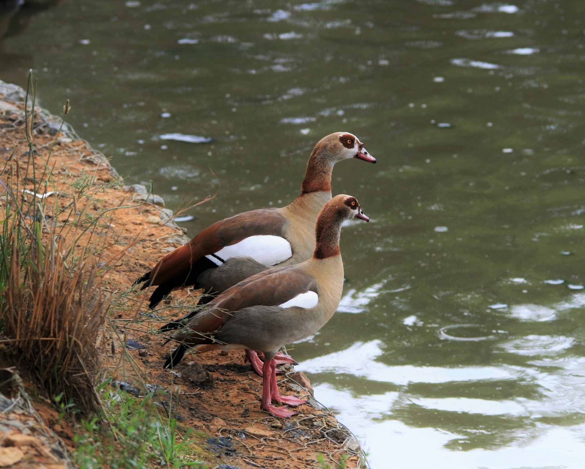 fowl water geese free photo