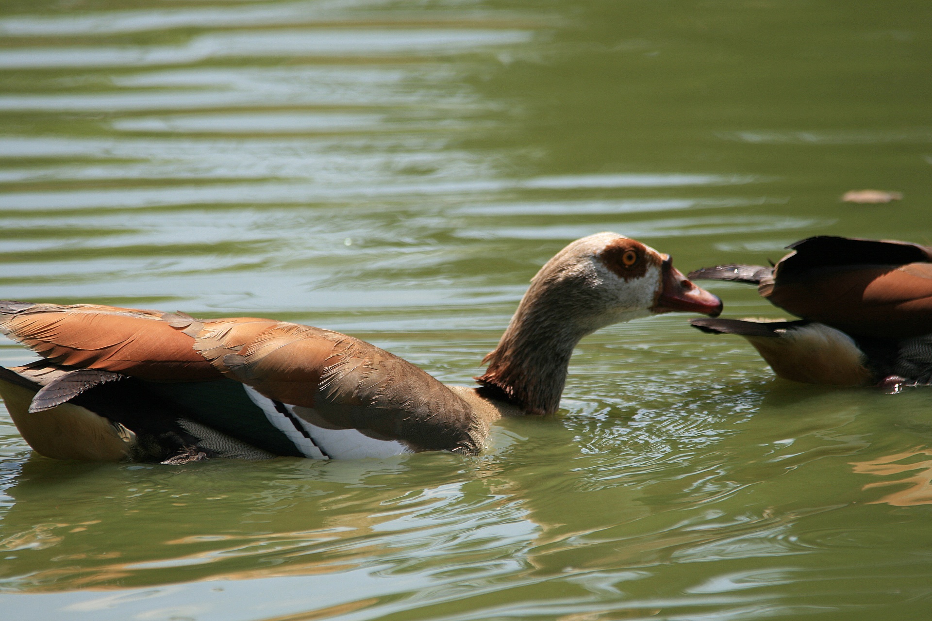 fowl geese water free photo