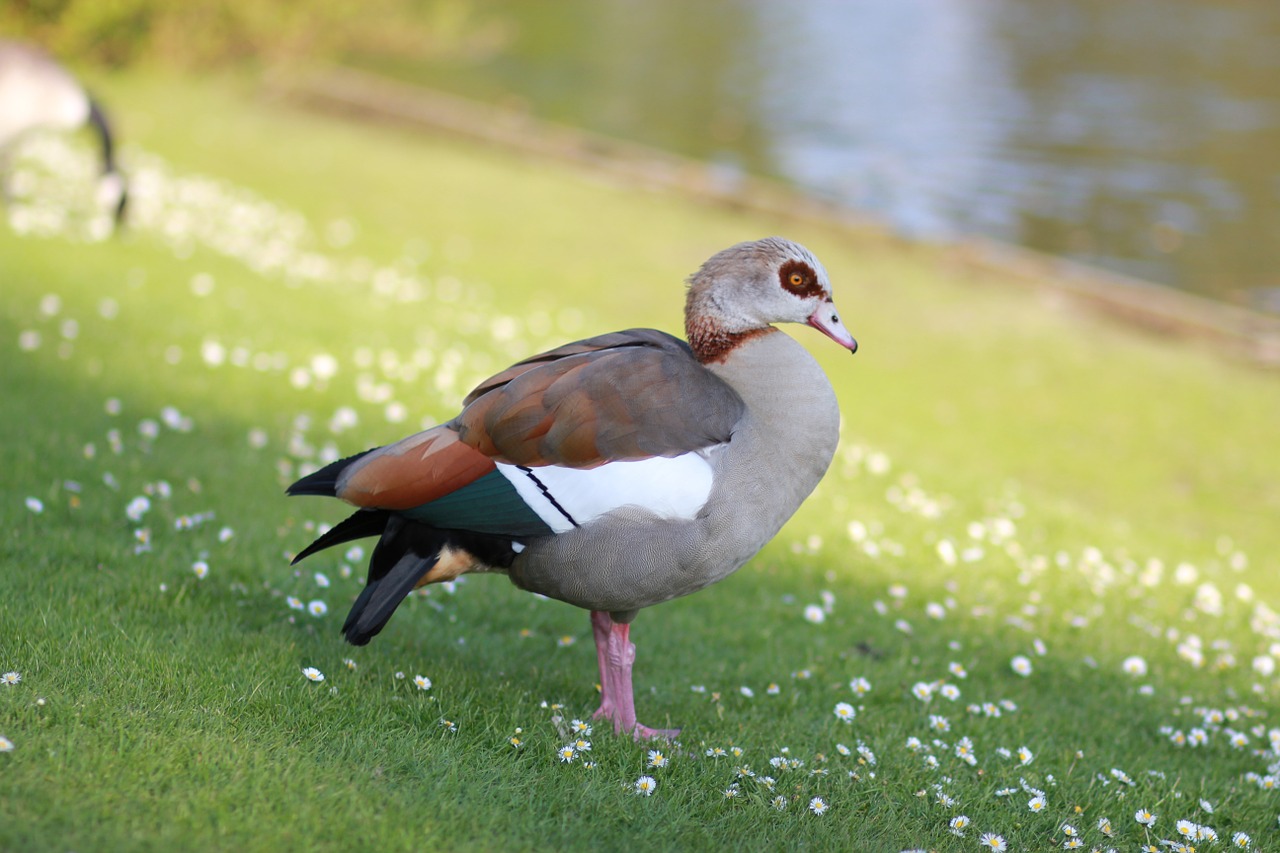 egyptian goose goose geese free photo