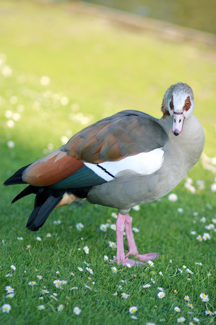 egyptian goose nature goose free photo