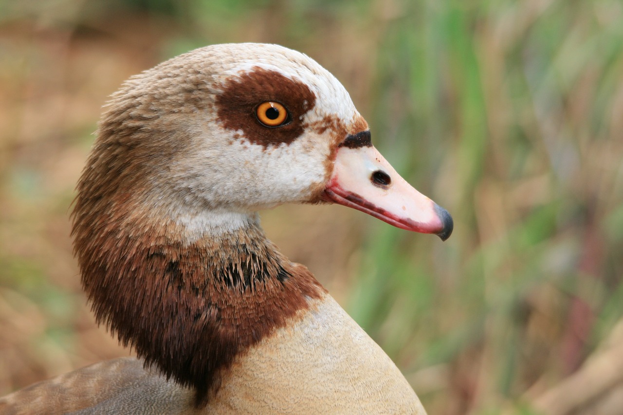 egyptian goose goose waterfowl free photo