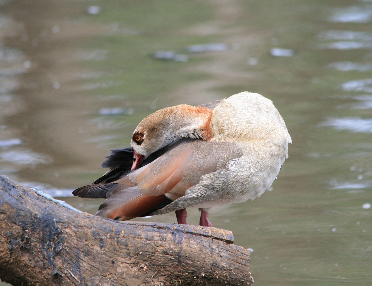 egyptian goose goose brown free photo