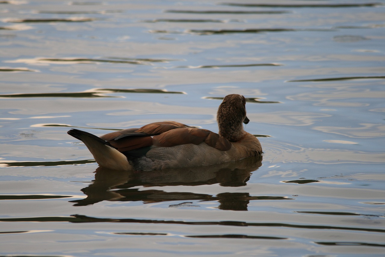 egyptian goose goose pond free photo