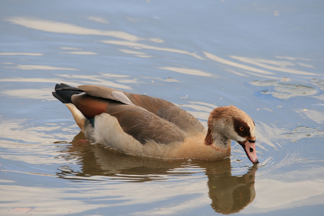egyptian goose goose waterfowl free photo