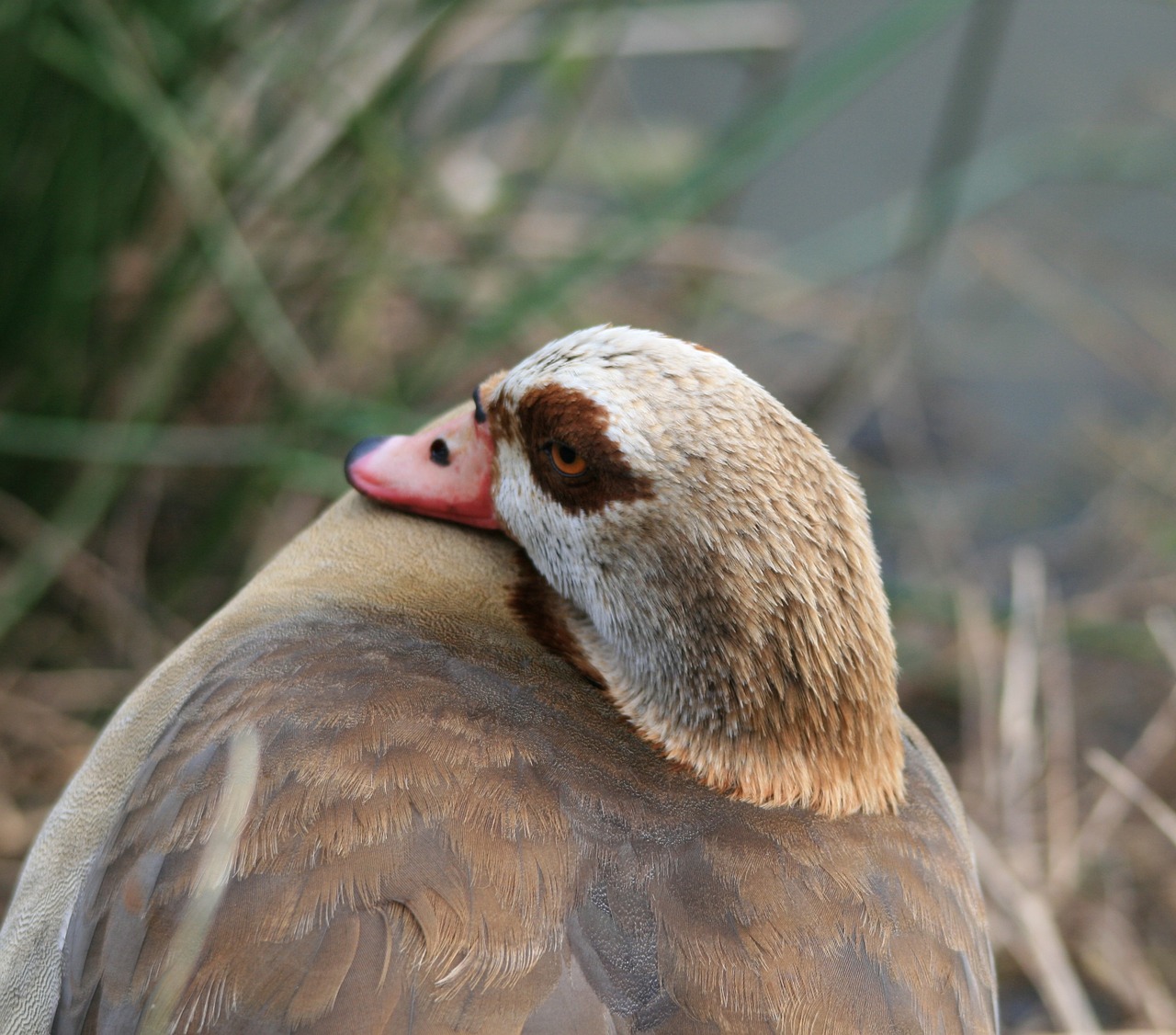 egyptian goose goose fowl free photo